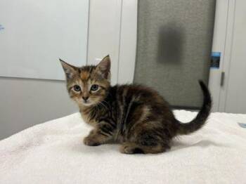 Domestic Short Hair Cats Available for Adoption in Kansas City, Missouri - Fried Oreos | PetCurious