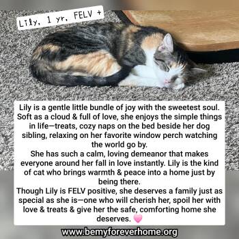 Calico Cats Available for Adoption in Plano, Texas - Lily | PetCurious
