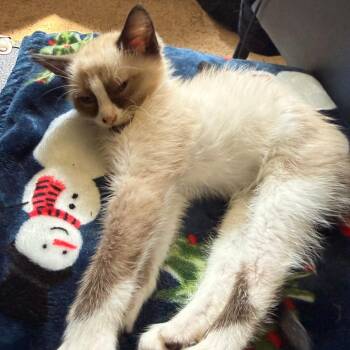 Pudding -  Snowshoe Cat for Adoption in Wichita, Kansas - Pudding | PetCurious