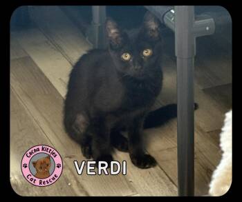 Verdi -  Domestic Short Hair Cat for Adoption in Hershey, Pennsylvania - Verdi | PetCurious
