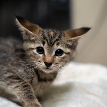 Mia -  Domestic Short Hair Cat for Adoption in Gainesville, Georgia - Mia | PetCurious