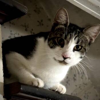 Sassafras -  Domestic Short Hair Cat for Adoption in Bend, Oregon - Sassafras | PetCurious