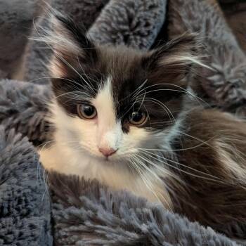 Rescue Domestic Long Hair Cats for Adoption in Eagle Mountain, Utah - Wally Vallejo | PetCurious