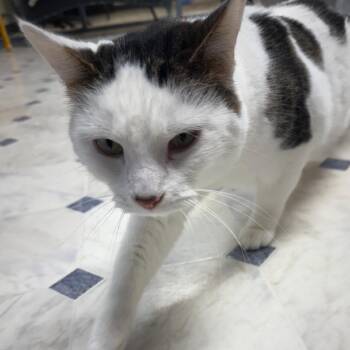 Cocaine -  Domestic Short Hair Cat for Adoption - Cocaine | PetCurious
