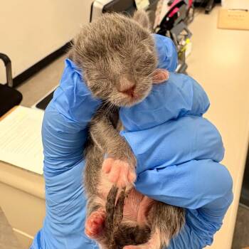 Captain Cannoli -  Domestic Short Hair Cat for Adoption in Philadelphia, Pennsylvania - Captain Cannoli | PetCurious