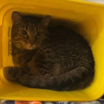 Bowie -  American Shorthair Cat for Adoption in Manhattan, Kansas - Bowie | PetCurious