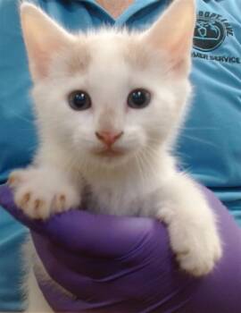 Domestic Short Hair Cats Available for Adoption in Doral, Florida - MARIUS | PetCurious