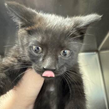 Alakazam -  Domestic Short Hair Cat for Adoption in Pekin, Illinois - Alakazam | PetCurious