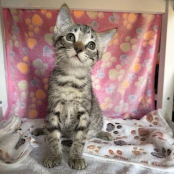 Stevie Nicks -  Domestic Short Hair Cat for Adoption in Bentonville, Arkansas - Stevie Nicks | PetCurious