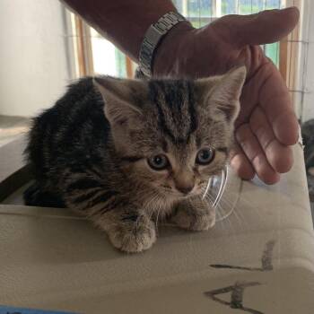 Eden Estep -  Domestic Short Hair Cat for Adoption in Woodstock, Virginia - Eden Estep | PetCurious