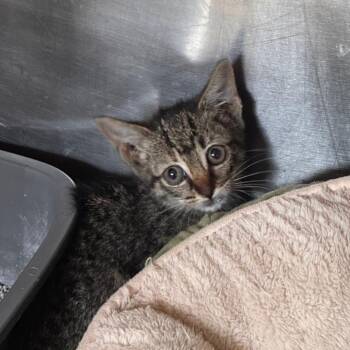 Cobra -  Domestic Short Hair Cat for Adoption in Starkville, Mississippi - Cobra | PetCurious