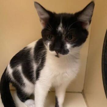 Domestic Short Hair Cats Available for Adoption in Dayton, Ohio - Princess Donut | PetCurious