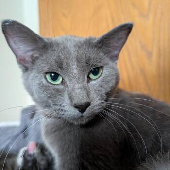 Domestic Short Hair Cats Available for Adoption in West Des Moines, Iowa - Arwen | PetCurious