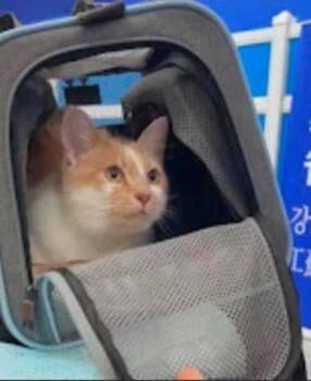 Isla -  Domestic Short Hair Cat for Adoption in Toronto, Ontario - Isla | PetCurious