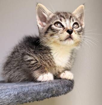 Gizmo -  Domestic Short Hair Cat for Adoption in Buford, Georgia - Gizmo | PetCurious
