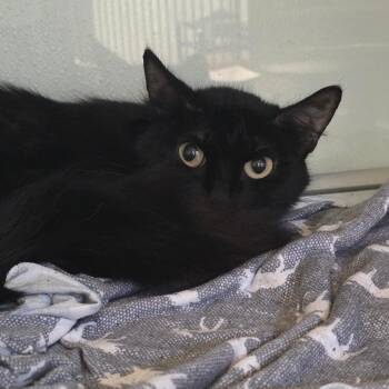 Lovett Cat 3 -  Domestic Medium Hair Cat for Adoption in Abilene, Texas - Lovett Cat 3 | PetCurious