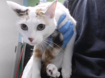 SMOOCHIE -  Domestic Short Hair Cat for Adoption in Omaha, Nebraska - SMOOCHIE | PetCurious