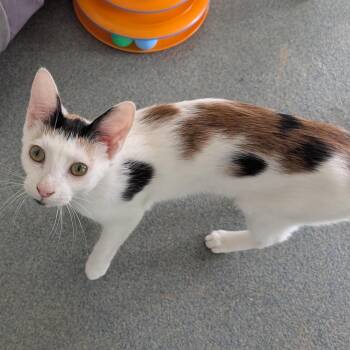 Bubbles -  Domestic Short Hair Cat for Adoption in Suffolk, Virginia - Bubbles | PetCurious