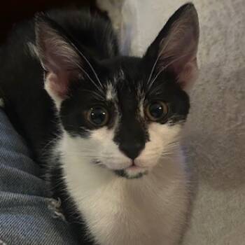 Rescue Domestic Short Hair Cats for Adoption in Los Angeles, California - Sunny | PetCurious