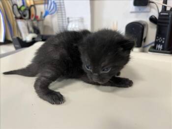 Domestic Short Hair Cats Available for Adoption in Santa Fe, New Mexico - SMUDGE | PetCurious