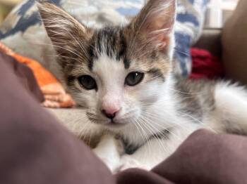 JINX -  Domestic Short Hair Cat for Adoption in Richland, Michigan - JINX | PetCurious