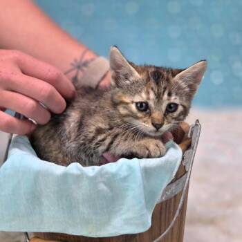 Rescue Domestic Short Hair Cats for Adoption in East St. Louis, Illinois - Quesadilla-C | PetCurious