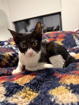 Rocket -  Domestic Short Hair Cat for Adoption in Bayonne, New Jersey - Rocket | PetCurious