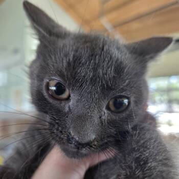 Timone -  Domestic Short Hair Cat for Adoption in Leander, Texas - Timone | PetCurious