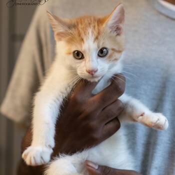 ROCKY-30824 -  Domestic Short Hair Cat for Adoption in Memphis, Tennessee - ROCKY-30824 | PetCurious