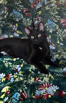 Salem -  Domestic Short Hair Cat for Adoption in North Babylon, New York - Salem | PetCurious