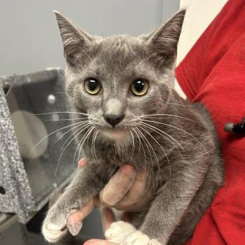 Ollie -  Domestic Short Hair Cat for Adoption in Birmingham, Alabama - Ollie | PetCurious