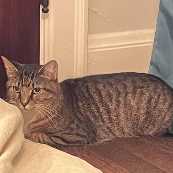 Meriodoc "Merry" -  Domestic Short Hair Cat for Adoption in Chicago, Illinois - Meriodoc "Merry" | PetCurious