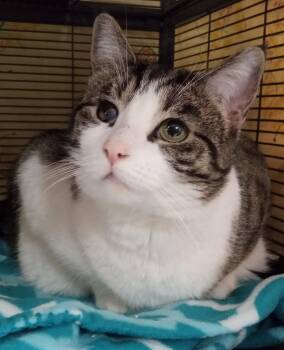 Domestic Short Hair Cats Available for Adoption in Lemoyne, Pennsylvania - Twizzler | PetCurious