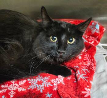 Fluffy -  Domestic Long Hair Cat for Adoption in Sherwood, Arkansas - Fluffy | PetCurious