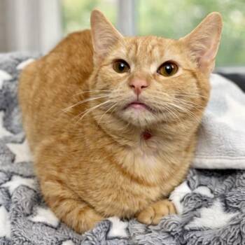 Tabby Cats Available for Adoption - Kevin | PetCurious