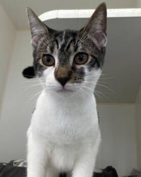 Domestic Short Hair Cats Available for Adoption - Bennie | PetCurious