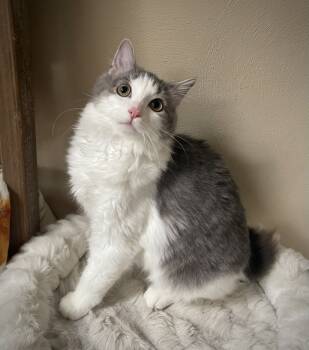 Rescue Domestic Medium Hair and Manx Cats for Adoption in Virginia Beach, Virginia - Birch | PetCurious