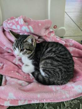 Thumbalina -  Domestic Short Hair Cat for Adoption in Park Row, Texas - Thumbalina | PetCurious