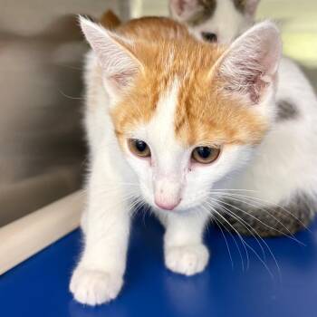 Rum -  Domestic Short Hair Cat for Adoption in Springfield, Illinois - Rum | PetCurious