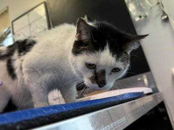 Epiphany -  Domestic Short Hair Cat for Adoption in New York, New York - Epiphany | PetCurious