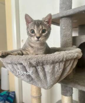 Donut -  Domestic Short Hair Cat for Adoption in Catasauqua, Pennsylvania - Donut | PetCurious