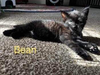 Bean & Bear -  Domestic Short Hair Cat for Adoption in Mechanicsburg, Pennsylvania - Bean & Bear | PetCurious