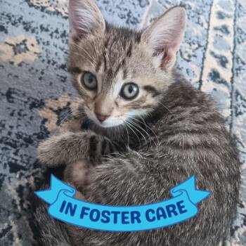 DONATELLO -  Domestic Short Hair Cat for Adoption in Tallahassee, Florida - DONATELLO | PetCurious