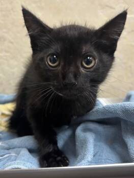 Band 1 -  Domestic Short Hair Cat for Adoption in Honolulu, Hawaii - Band 1 | PetCurious
