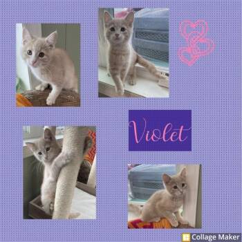 Violet -  Domestic Short Hair Cat for Adoption in Clearfield, Pennsylvania - Violet | PetCurious