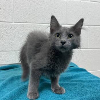 Steve -  Domestic Medium Hair Cat for Adoption in Lyndhurst, Virginia - Steve | PetCurious