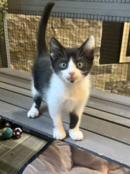 Brisbin -  Domestic Short Hair Cat for Adoption in Seven Valleys, Pennsylvania - Brisbin | PetCurious