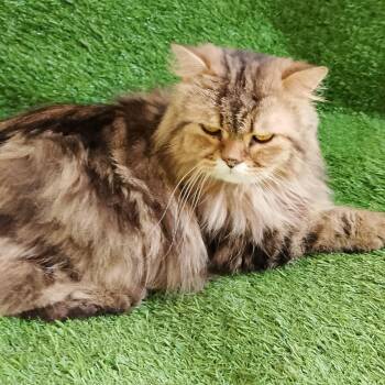 Rescue Persian Cats for Adoption in Brampton, Ontario - Sky | PetCurious