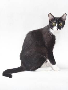 PUDDING -  Domestic Short Hair Cat for Adoption in Burbank, California - PUDDING | PetCurious