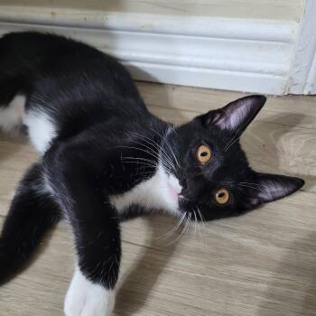 Saturn (js) -  Domestic Short Hair Cat for Adoption in Los Angeles, California - Saturn (js) | PetCurious